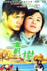 青树 青树