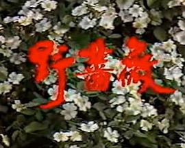 野蔷薇 野蔷薇