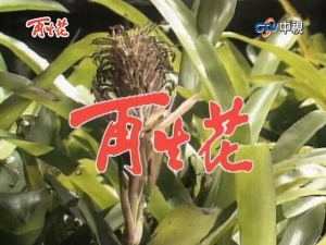 再生花1990 再生花1990